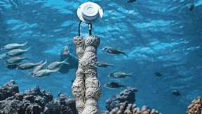 „Mein erstes Kunstwerk, das nicht für Menschen gedacht ist“