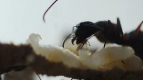 Wenn Fliegengewichte tauchen gehen