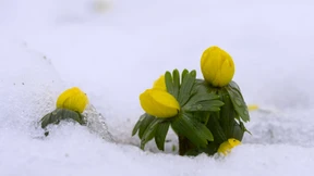 „Zu warm für die Jahreszeit“