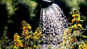 Berliner gießen ihre Kieze