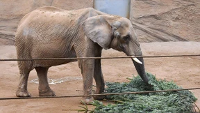 Verlust eines charismatischen Tiers