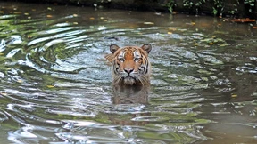 1,1 Milliarden Dollar für Klima- und Umweltschutz