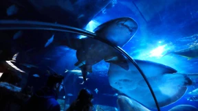 Frau nach Hai-Attacke im Krankenhaus