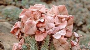 Dieser Nord-Süd-Konflikt gefährdet den UN-Gipfel