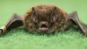 Der Samen ist zum Fressen da