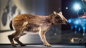 48 Millionen Jahre altes Urpferdchen in Ausstellung zu sehen