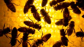 Im Keller währt der Sommer ewig