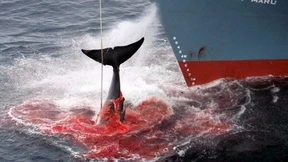 Australien gegen Japan 