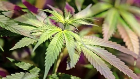 Warum die Cannabis-Legalisierung noch scheitern könnte