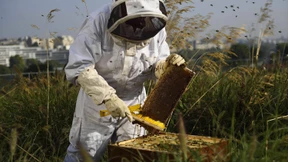 In Paris zieht die Landwirtschaft auf die Dächer