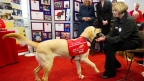 Hunde sollen für Erschnüffeln von Coronavirus trainiert werden