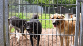 Tierschützer fordern Chip-Pflicht für Hunde und Katzen