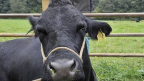 Freispruch im Prozess um Kuh „Verona“ 