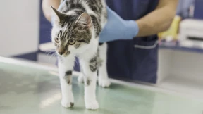 Wann sich Krankenversicherungen für Haustiere lohnen