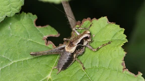 Warum es immer weniger Insekten gibt