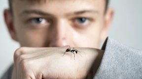 „Je abgefahrener die Ameisen, desto größer die Nachfrage“