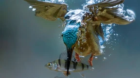 Wie ein Blitz vom Himmel