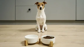 Nur wenige Hundetrockenfutter sind empfehlenswert