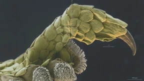 Unvorstellbar klein und schnell