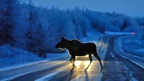 Migranten aus Alaska