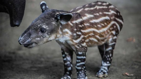 Seltener Tapir-Nachwuchs in Nicaragua
