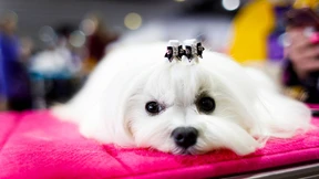 Die schönsten Hunde in New York