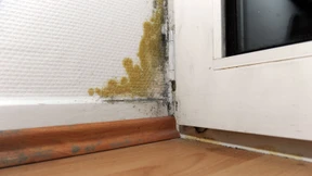 Wie gefährlich ist Schimmel im Büro?