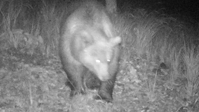 Spuren eines Bären in bayrischen Alpen gefunden