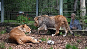 Raubkatzen können im Eifel-Zoo bleiben
