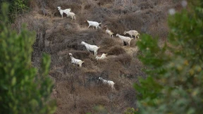 Ziegen im Kampf gegen Waldbrände