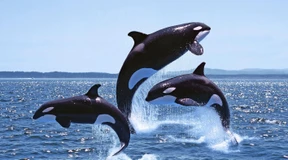 Warum Orcas Boote attackieren