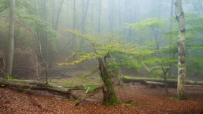 Die Ökologie muss ins Grundgesetz