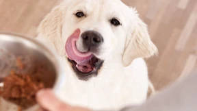 Eat your own dogfood