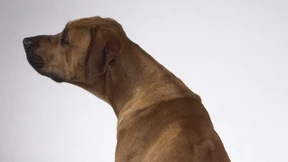 Hund nach drei Tagen auf Autobahn gerettet