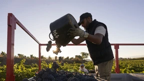 Wie der Klimawandel die Weinernte gefährdet