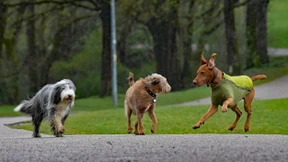 Dieses virale Hunde-Video wirft einige Fragen auf