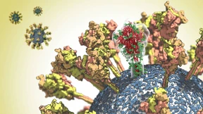 Wie das Virus besiegt werden soll