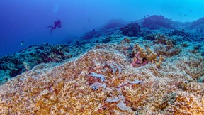 Forscher entdecken Rekord-Koralle in Südpazifik