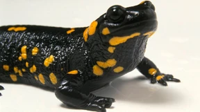 Darwin käme glatt ins Grübeln