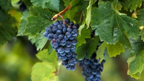 Der trinkbare Jugendstil