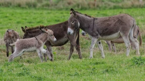 Deshalb küsst Titania den Esel so gern