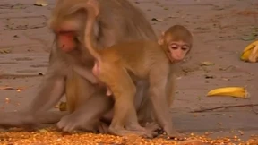 Tausende Äffchen sorgen für Chaos