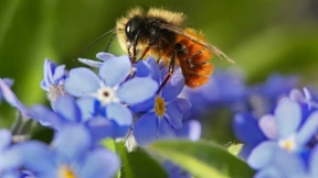 Auf diese Tiere können Sie bauen!