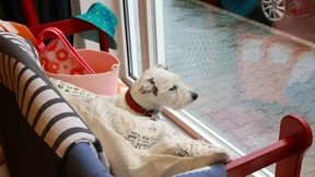 „Bei uns ist jeden Tag Welthundetag“