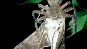 Greta bekommt Gesellschaft