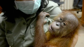 Orang-Utan befreit sich aus Koffer