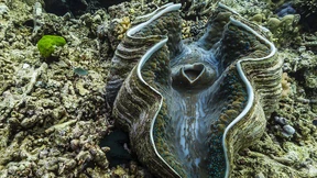 Der zerstörerische Muschelraub chinesischer Fischer