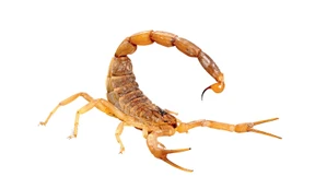 Wenn ein Skorpion aus dem Postpaket krabbelt