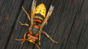 Hornissen attackieren Wanderer