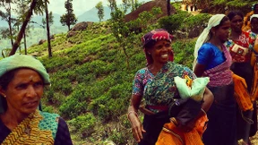 Ohne den Tee wäre die Weltgeschichte eine andere